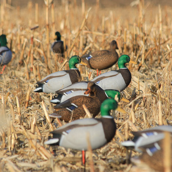 Load image into Gallery viewer, Storm Front™2 Full Body Mallard - 6-Pack
