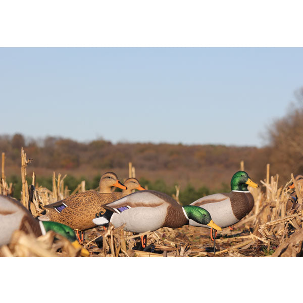 Load image into Gallery viewer, Storm Front™2 Full Body Mallard - 6-Pack
